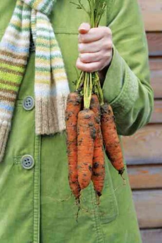 Goodnight, Garden: A Winter Gardening Checklist